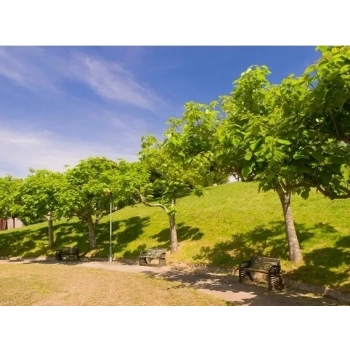 CATALPA KATALPA Surmia odporna mróz - sadzonki 60 / 80 cm